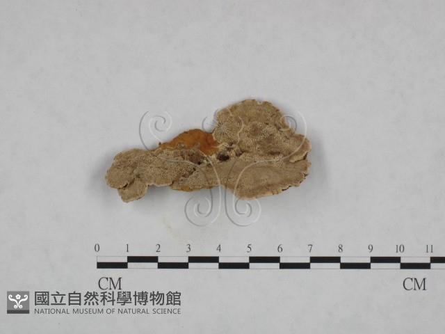 登錄號:F0015562藏品圖，第1張