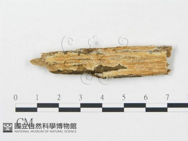 登錄號:F0009562藏品圖，第1張