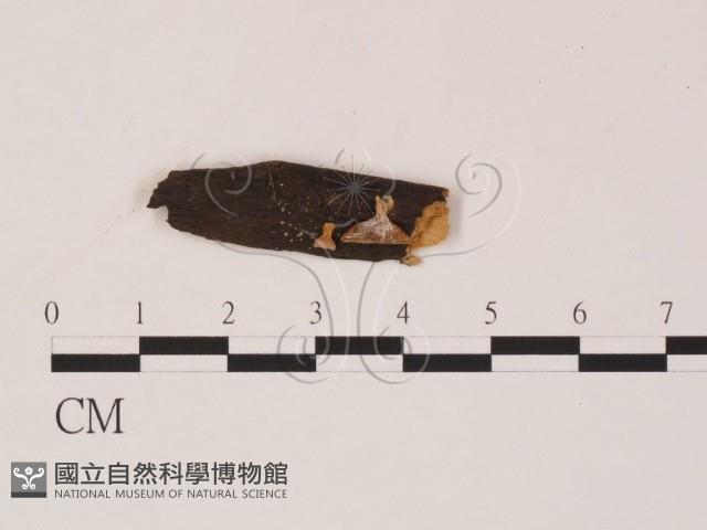 登錄號:F0019562藏品圖，第1張
