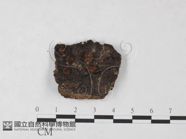 登錄號:F0023562藏品圖，第1張