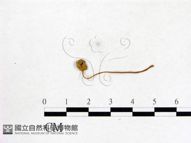 登錄號:F0003562藏品圖，第1張