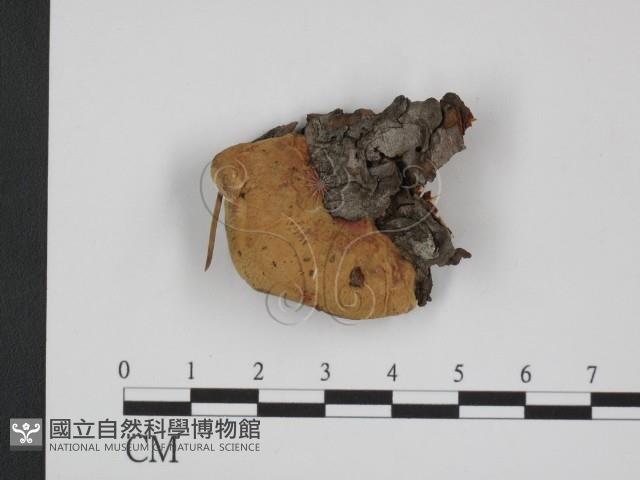 登錄號:F0013562藏品圖，第1張