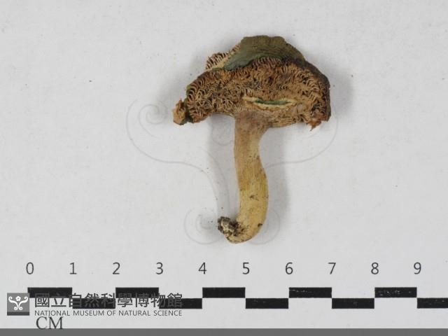 登錄號:F0033562藏品圖，第1張