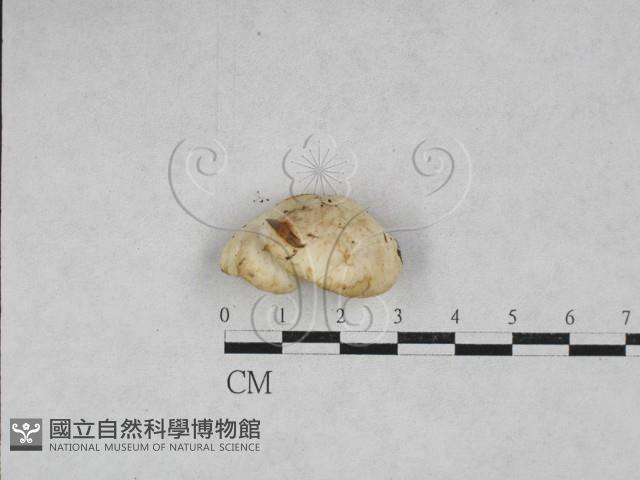 栓菌屬藏品圖，第1張