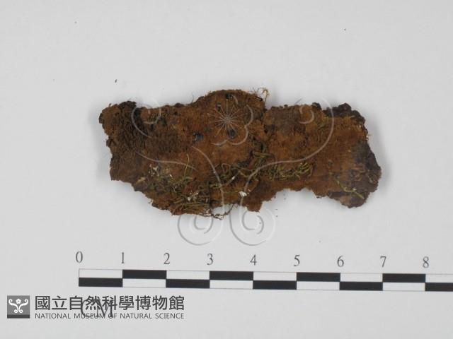 登錄號:F0008162藏品圖，第1張