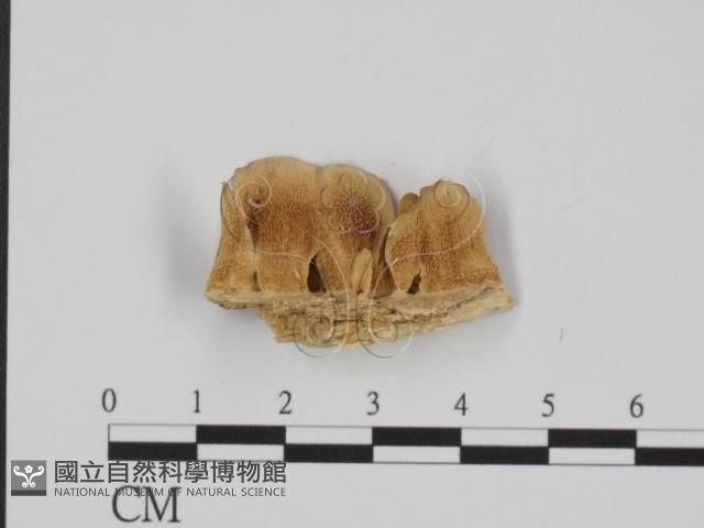 附毛菌屬藏品圖，第1張