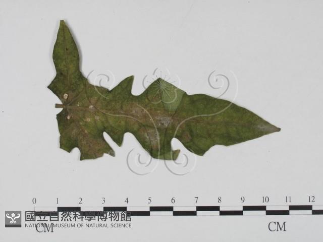 登錄號:F0010162藏品圖，第1張