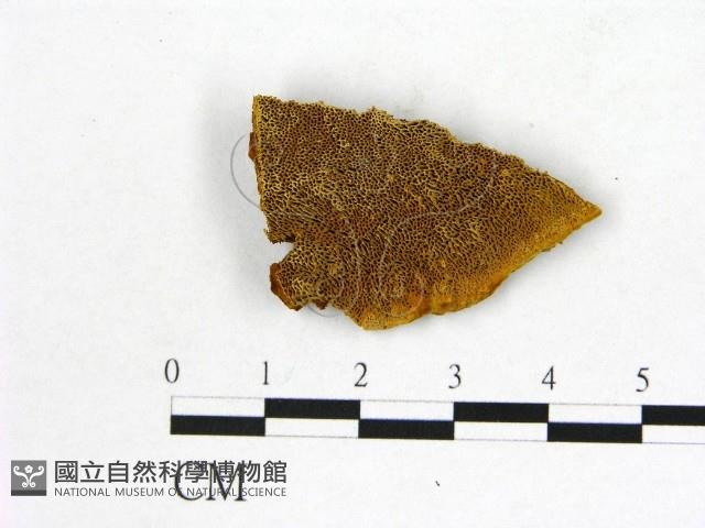 登錄號:F0006162藏品圖，第1張