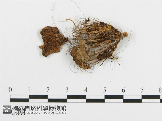 登錄號:F0016162藏品圖，第1張