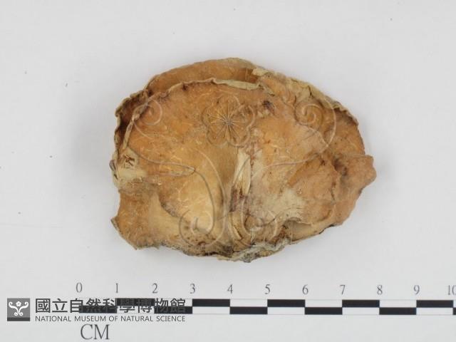 登錄號:F0011162藏品圖，第1張