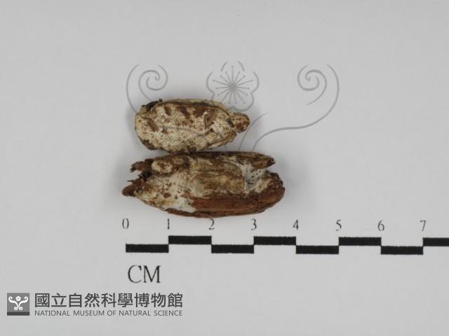 寡孔菌屬藏品圖，第1張