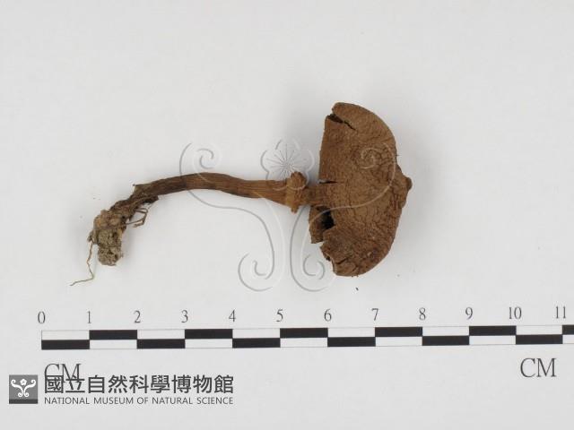 登錄號:F0024162藏品圖，第1張