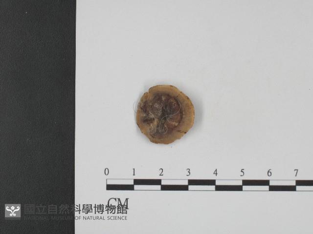 登錄號:F0004162藏品圖，第1張