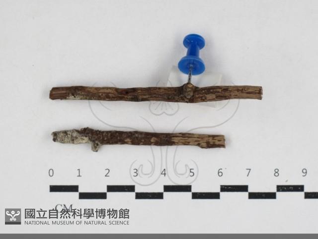 登錄號:F0034162藏品圖，第1張