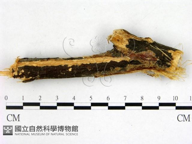 雲南無扣菌藏品圖，第1張