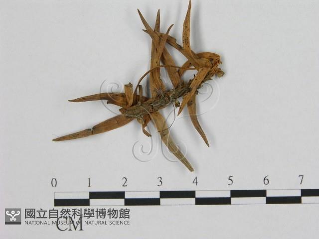 登錄號:F0002162藏品圖，第1張