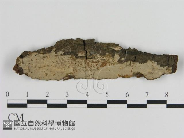絲皮菌屬藏品圖，第1張