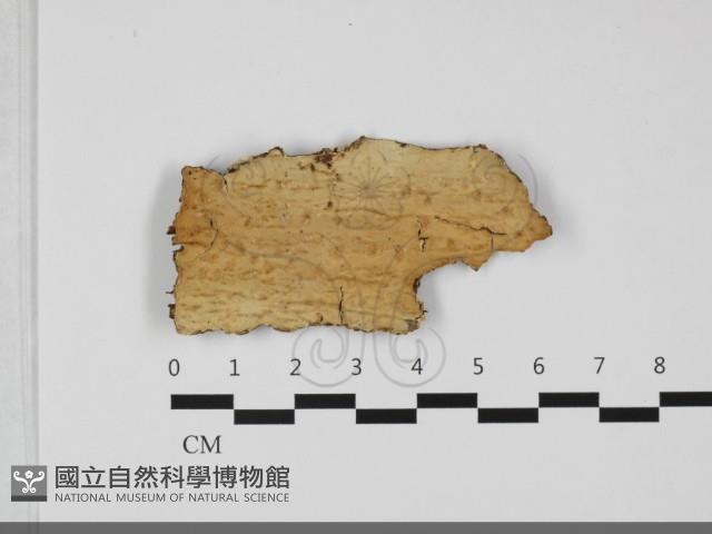 擬筍殼菌屬藏品圖，第1張