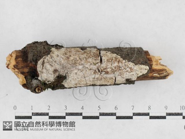 登錄號:F0027162藏品圖，第1張