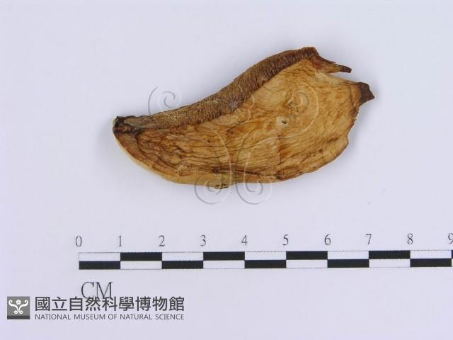 登錄號:F0007162藏品圖，第1張