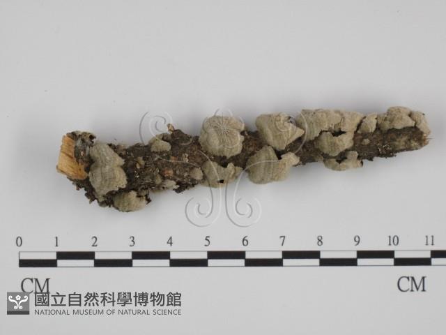 附毛菌屬藏品圖，第1張