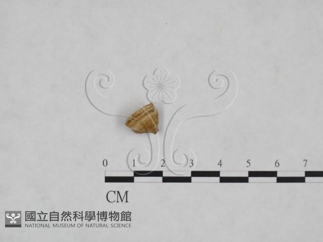 多年臥孔菌屬藏品圖，第1張