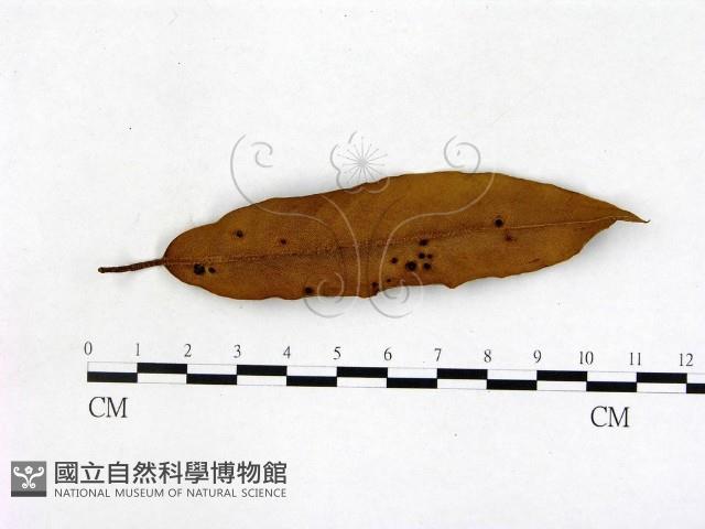 登錄號:F0005162藏品圖，第1張