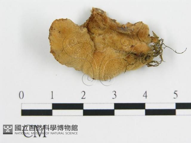 登錄號:F0015162藏品圖，第1張