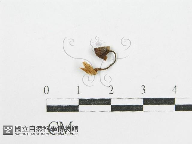 鬼傘屬藏品圖，第1張