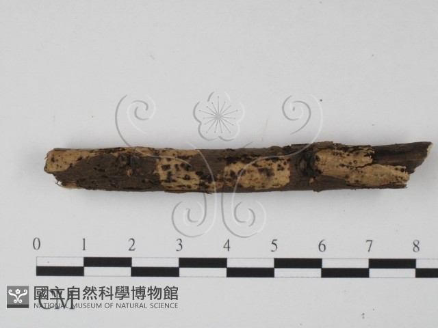 登錄號:F0003162藏品圖，第1張