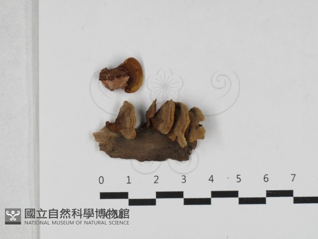 木層孔菌屬藏品圖，第1張