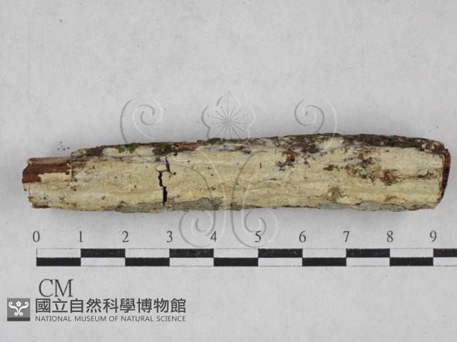 絲齒菌屬藏品圖，第1張