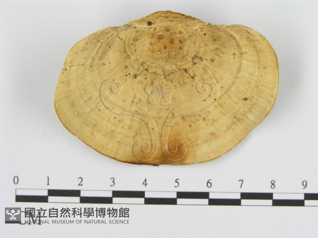 登錄號:F0008062藏品圖，第1張