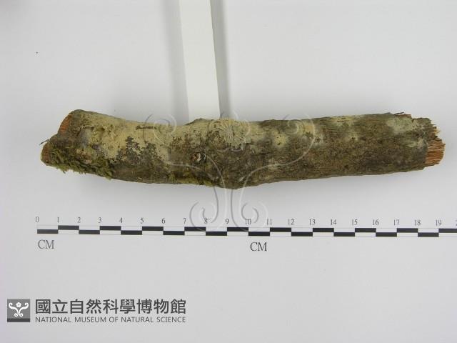 登錄號:F0020062藏品圖，第1張