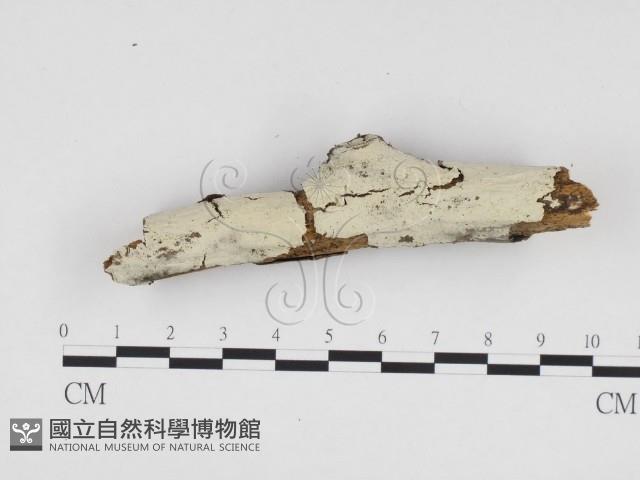 冇骨消絲齒菌藏品圖，第1張