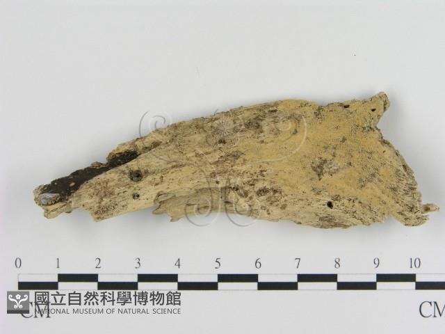 登錄號:F0010062藏品圖，第1張