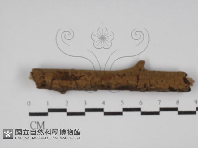 刺革菌屬藏品圖，第1張