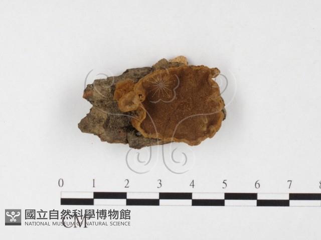 登錄號:F0026062藏品圖，第1張