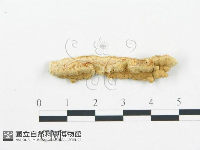 登錄號:F0006062藏品圖，第1張