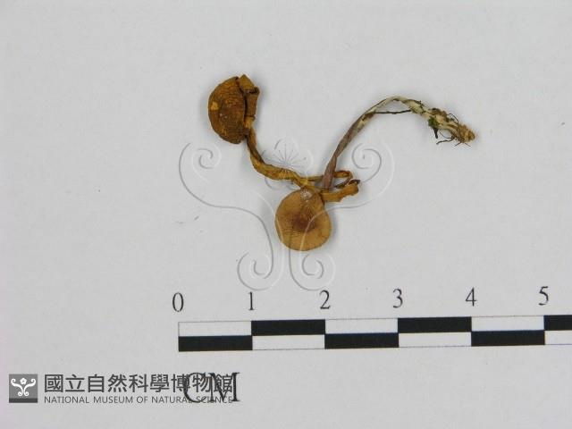 小皮傘屬藏品圖，第1張