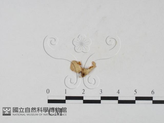 登錄號:F0021062藏品圖，第1張