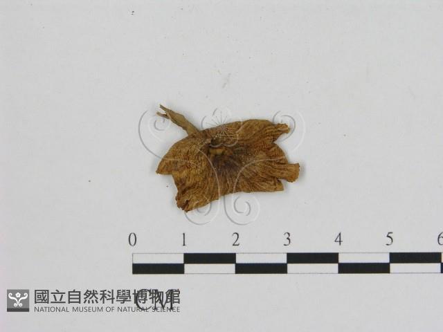 登錄號:F0011062藏品圖，第1張