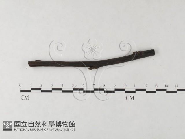 登錄號:F0024062藏品圖，第1張