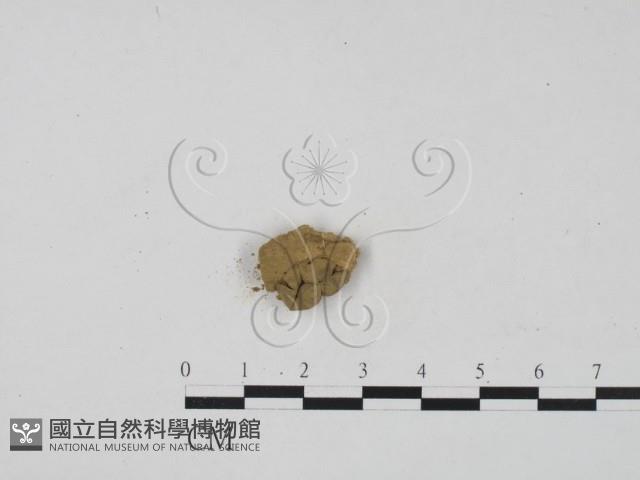 登錄號:F0004062藏品圖，第1張