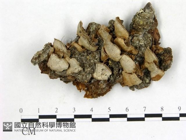 登錄號:F0014062藏品圖，第1張