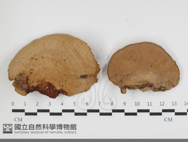 登錄號:F0034062藏品圖，第1張