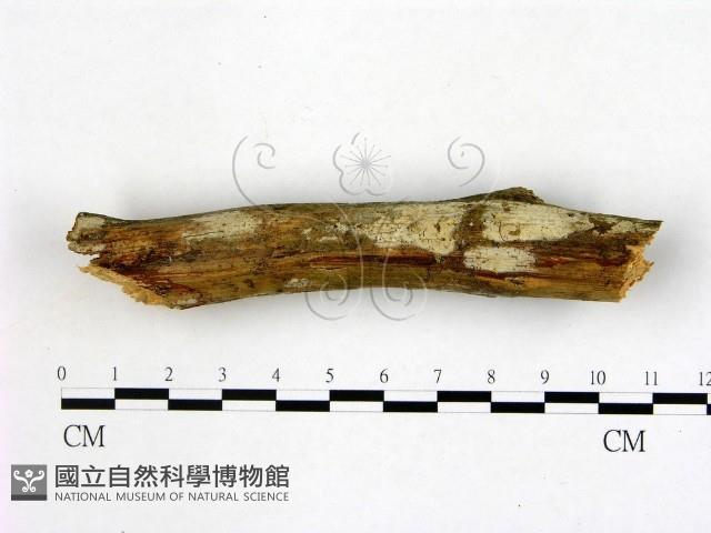 絲皮菌屬藏品圖，第1張