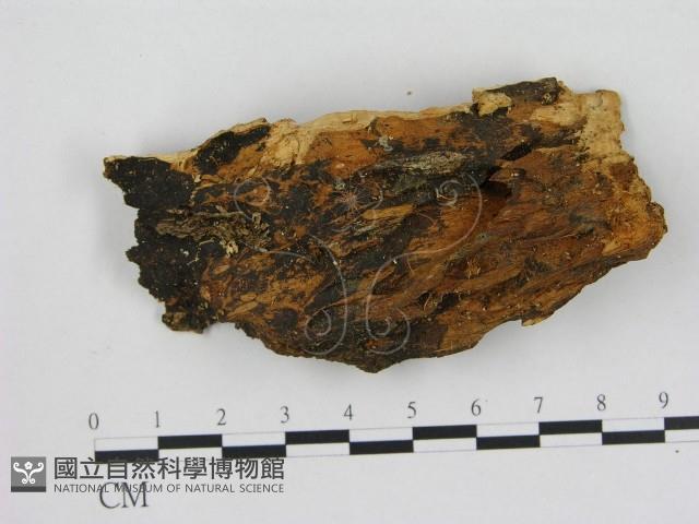 小菇屬藏品圖，第1張