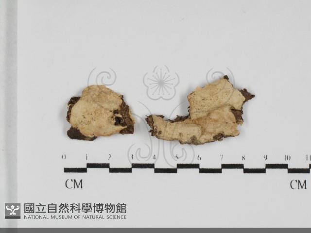 登錄號:F0032062藏品圖，第1張