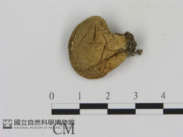 登錄號:F0017062藏品圖，第1張